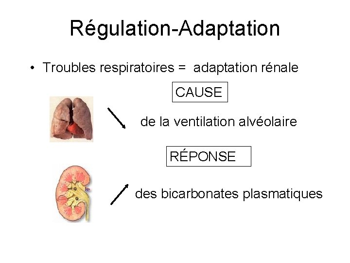 Régulation-Adaptation • Troubles respiratoires = adaptation rénale CAUSE de la ventilation alvéolaire RÉPONSE des