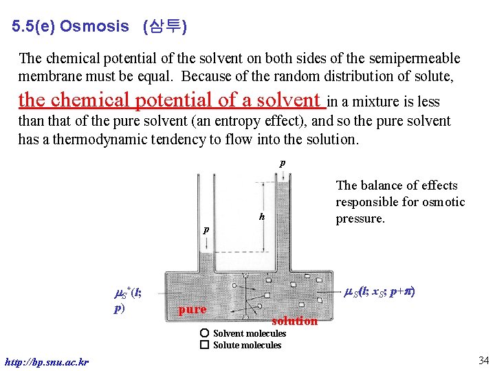 5. 5(e) Osmosis (삼투) The chemical potential of the solvent on both sides of
