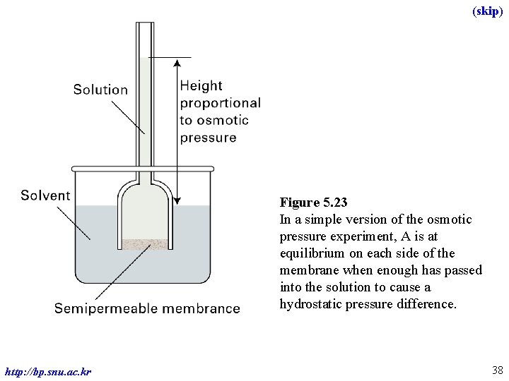 (skip) Figure 5. 23 In a simple version of the osmotic pressure experiment, A