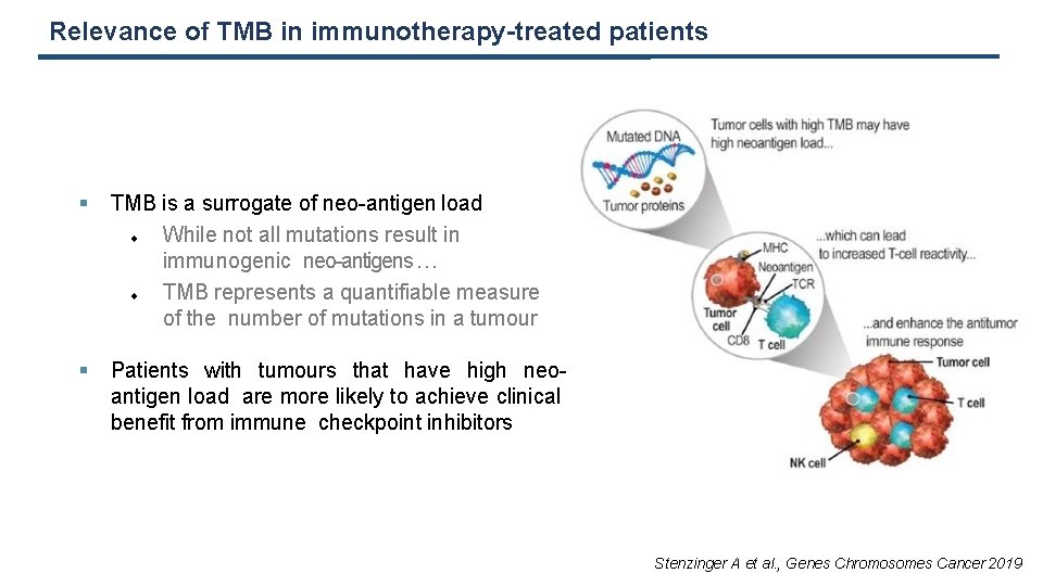 Relevance of TMB in immunotherapy-treated patients TMB is a surrogate of neo-antigen load While