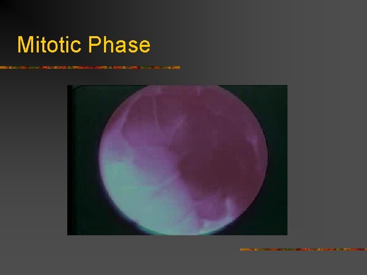 Mitotic Phase 