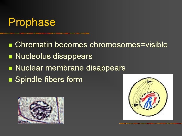 Prophase n n Chromatin becomes chromosomes=visible Nucleolus disappears Nuclear membrane disappears Spindle fibers form