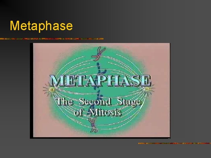 Metaphase 