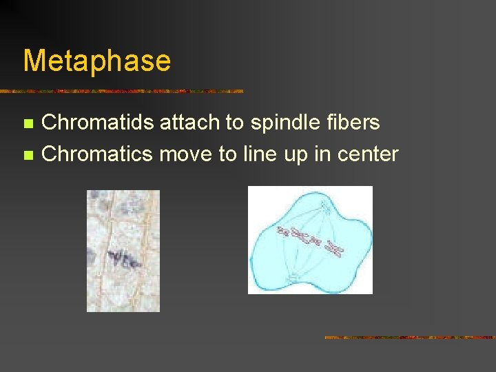 Metaphase n n Chromatids attach to spindle fibers Chromatics move to line up in
