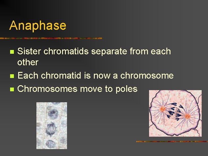 Anaphase n n n Sister chromatids separate from each other Each chromatid is now