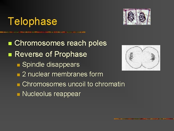 Telophase n n Chromosomes reach poles Reverse of Prophase n n Spindle disappears 2