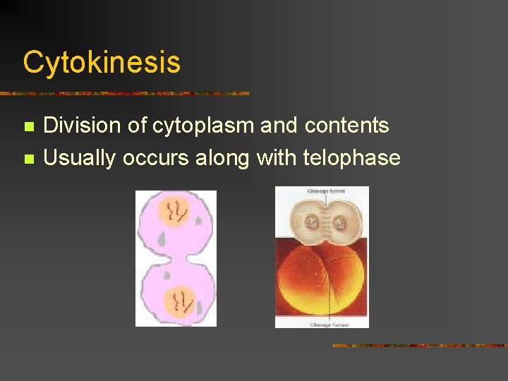 Cytokinesis n n Division of cytoplasm and contents Usually occurs along with telophase 