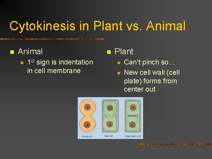 Cytokinesis in Plant vs. Animal n 1 st sign is indentation in cell membrane