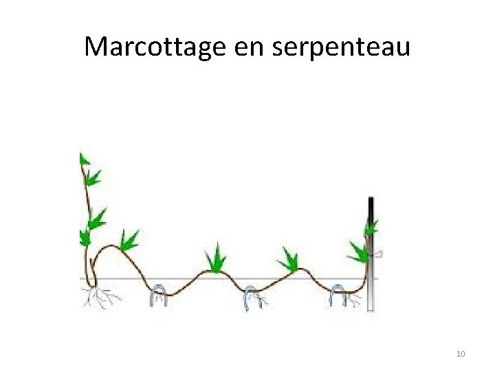 Marcottage en serpenteau 10 