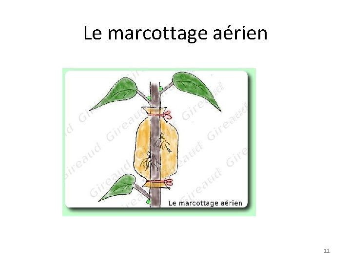 Le marcottage aérien 11 