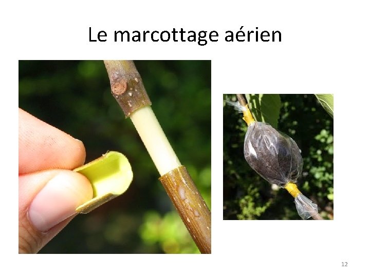 Le marcottage aérien 12 