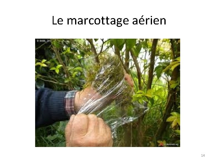 Le marcottage aérien 14 