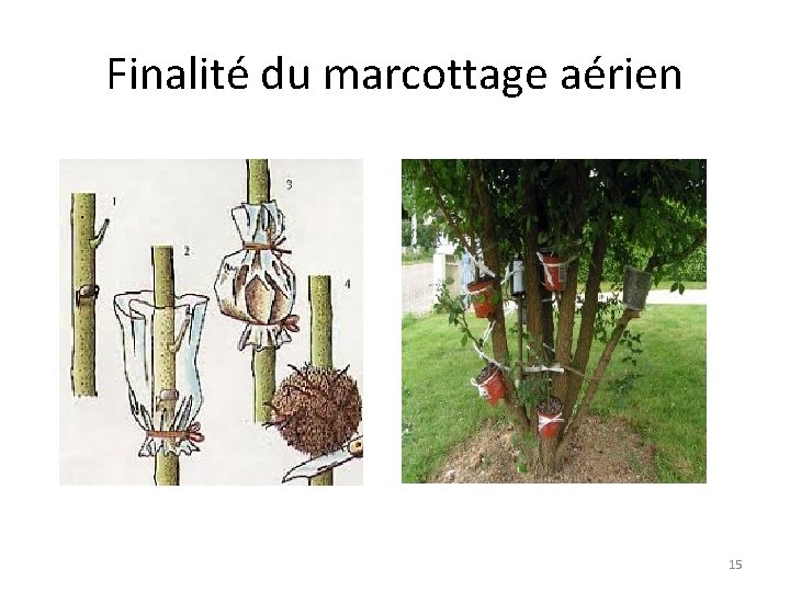 Finalité du marcottage aérien 15 