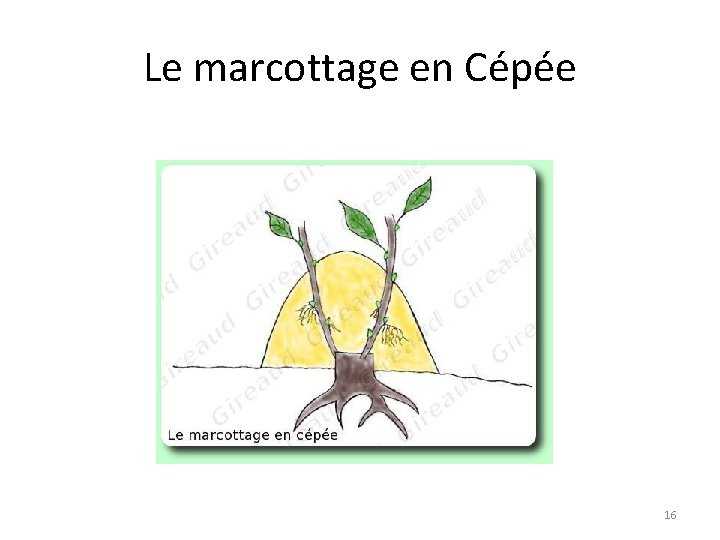 Le marcottage en Cépée 16 