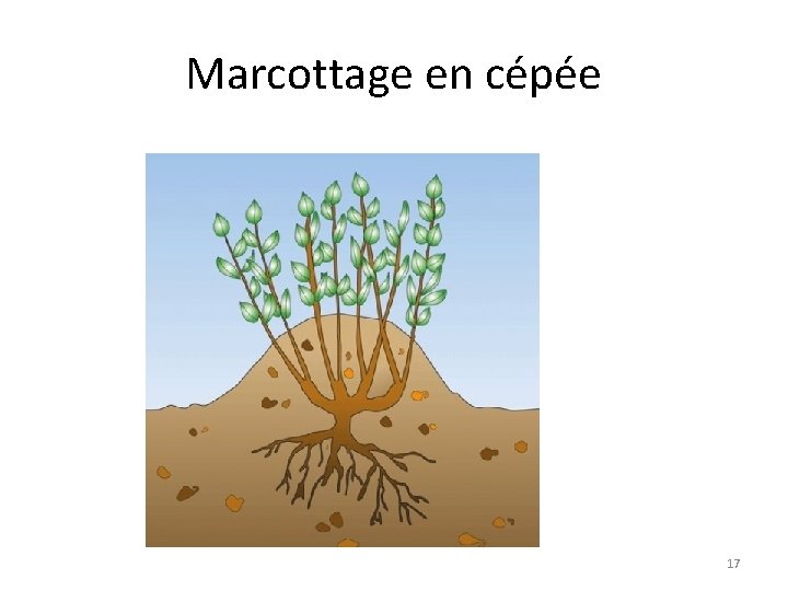 Marcottage en cépée 17 