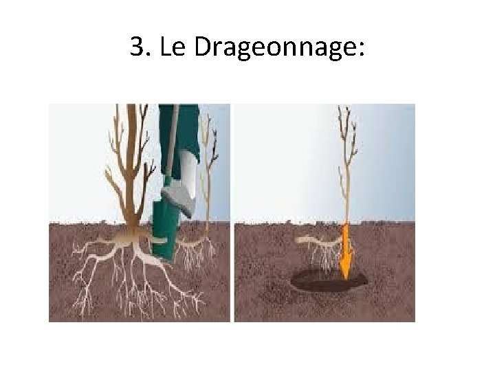 3. Le Drageonnage: 