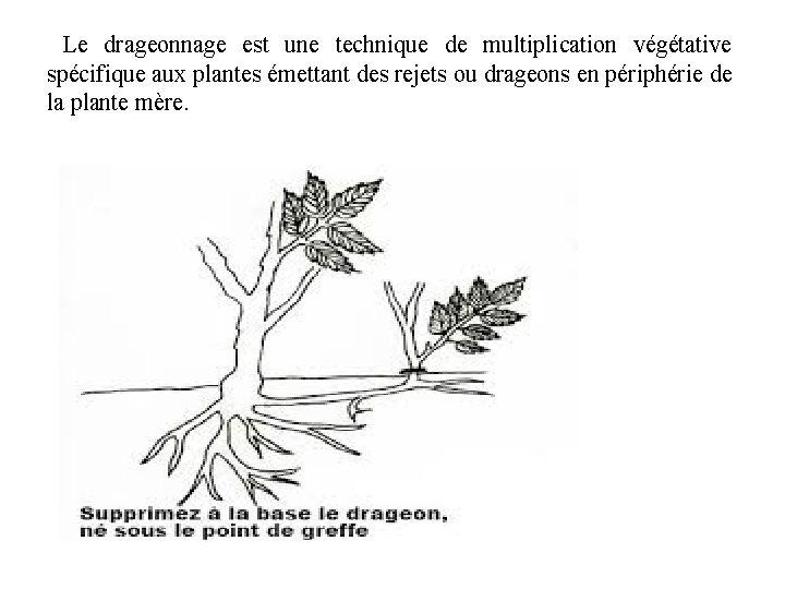 Le drageonnage est une technique de multiplication végétative spécifique aux plantes émettant des rejets