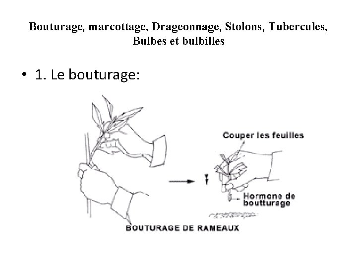 Bouturage, marcottage, Drageonnage, Stolons, Tubercules, Bulbes et bulbilles • 1. Le bouturage: 