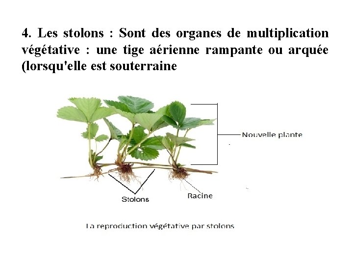 4. Les stolons : Sont des organes de multiplication végétative : une tige aérienne