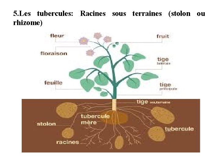 5. Les tubercules: Racines sous terraines (stolon ou rhizome) 
