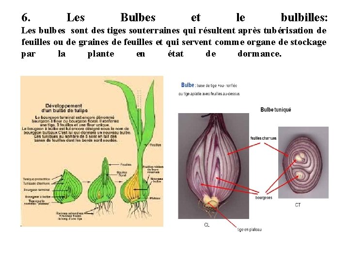 6. Les Bulbes et le bulbilles: Les bulbes sont des tiges souterraines qui résultent