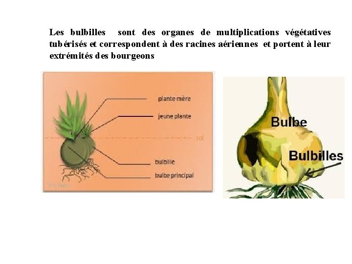 Les bulbilles sont des organes de multiplications végétatives tubérisés et correspondent à des racines