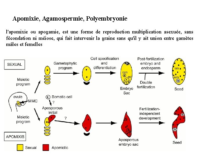 Apomixie, Agamospermie, Polyembryonie l'apomixie ou apogamie, est une forme de reproduction multiplication asexuée, sans