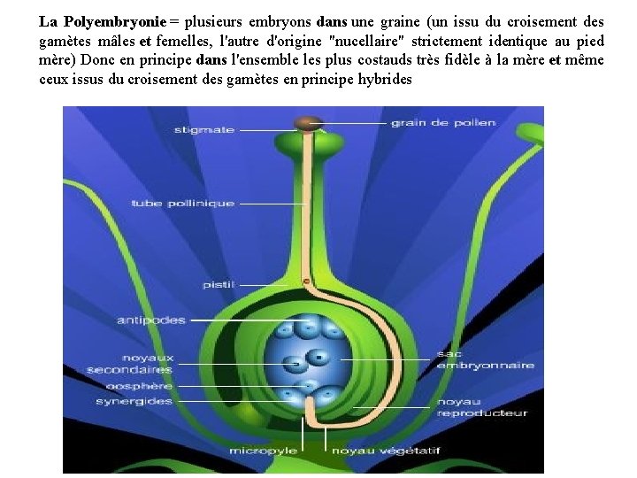 La Polyembryonie = plusieurs embryons dans une graine (un issu du croisement des gamètes