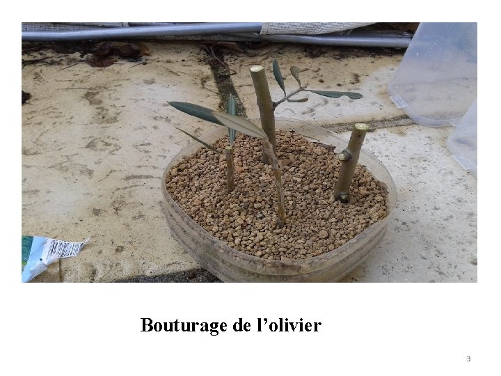 Bouturage de l’olivier 3 