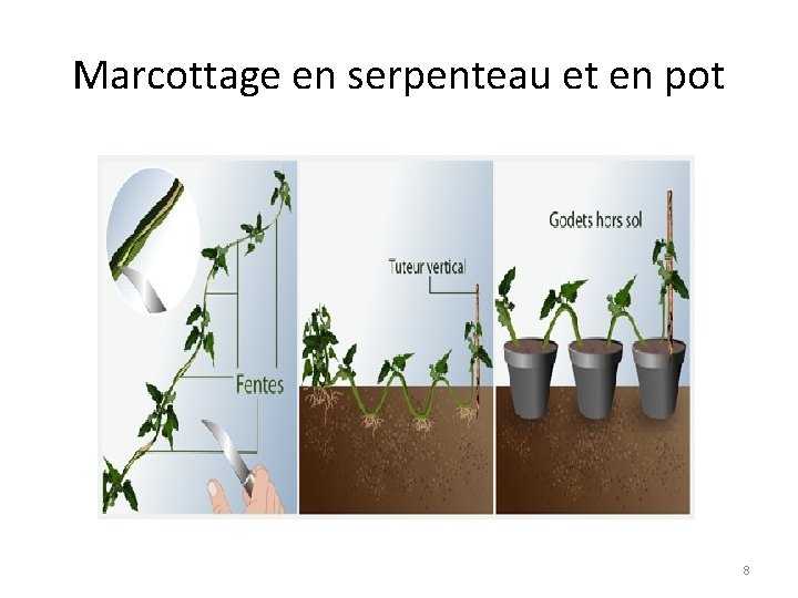 Marcottage en serpenteau et en pot 8 