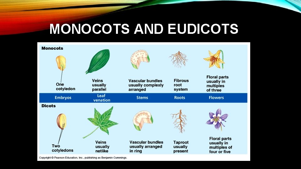 MONOCOTS AND EUDICOTS 