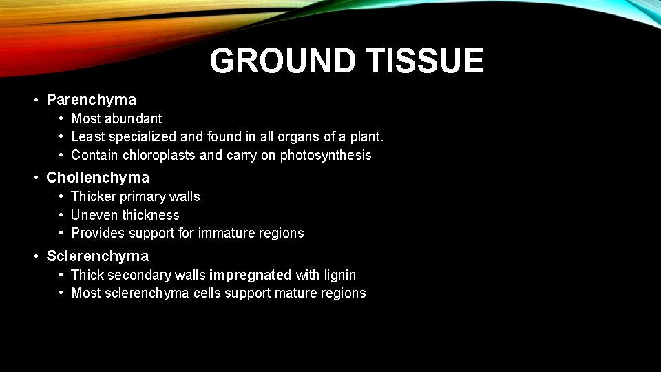 GROUND TISSUE • Parenchyma • Most abundant • Least specialized and found in all