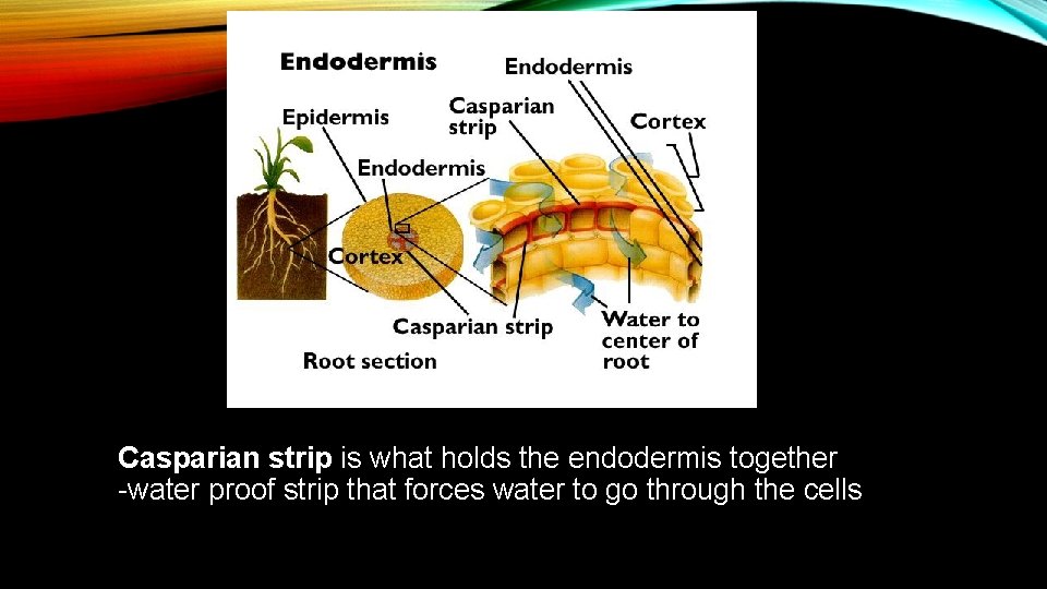 Casparian strip is what holds the endodermis together -water proof strip that forces water