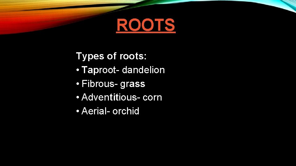 ROOTS Types of roots: • Taproot- dandelion • Fibrous- grass • Adventitious- corn •