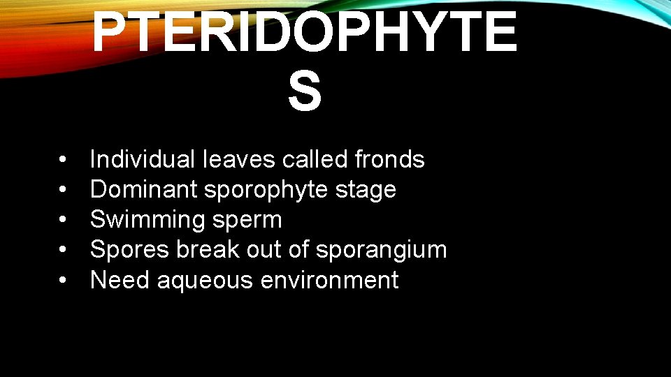 PTERIDOPHYTE S • • • Individual leaves called fronds Dominant sporophyte stage Swimming sperm