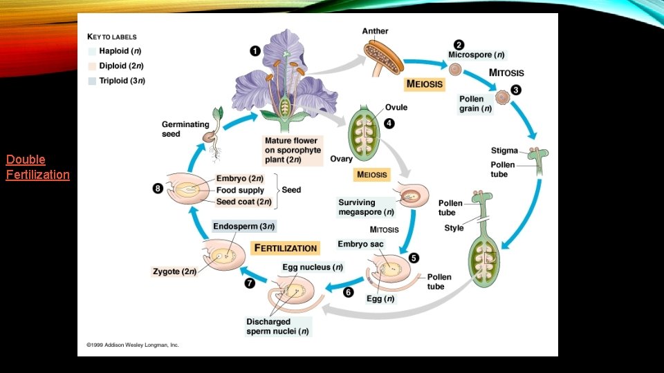 Double Fertilization 