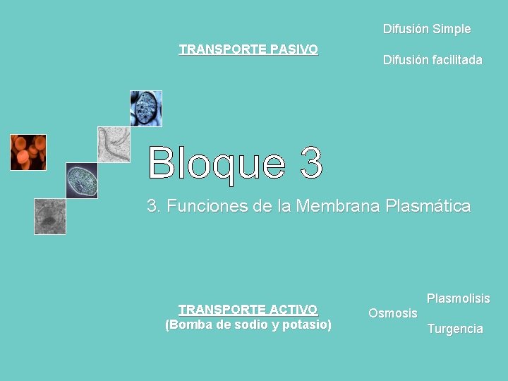 Difusión Simple TRANSPORTE PASIVO Difusión facilitada 3. Funciones de la Membrana Plasmática TRANSPORTE ACTIVO