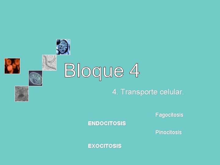 4. Transporte celular. Fagocitosis ENDOCITOSIS Pinocitosis EXOCITOSIS 