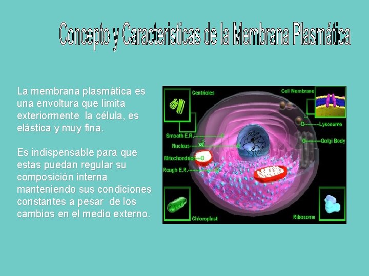 La membrana plasmática es una envoltura que limita exteriormente la célula, es elástica y