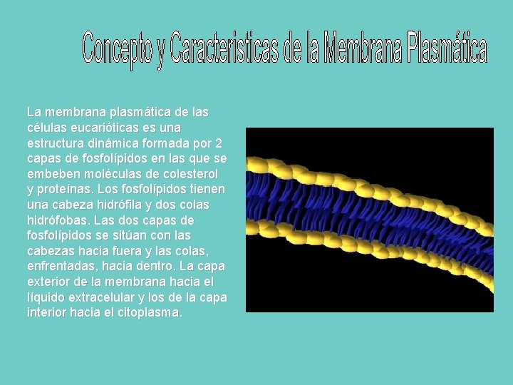 La membrana plasmática de las células eucarióticas es una estructura dinámica formada por 2