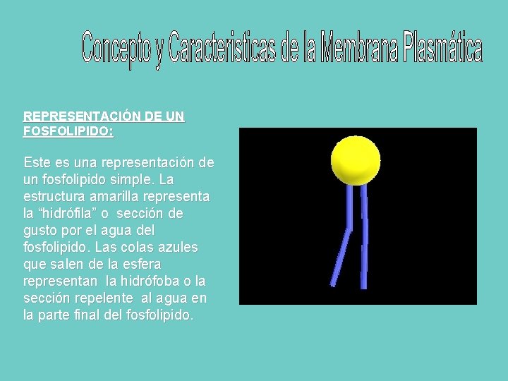 REPRESENTACIÓN DE UN FOSFOLIPIDO: Este es una representación de un fosfolipido simple. La estructura