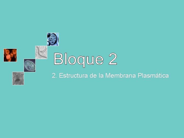 2. Estructura de la Membrana Plasmática 