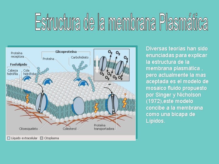 Diversas teorías han sido enunciadas para explicar la estructura de la membrana plasmática ,