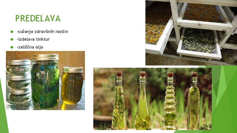 PREDELAVA -sušenje zdravilnih rastlin -izdelava tinktur -zeliščna olja 