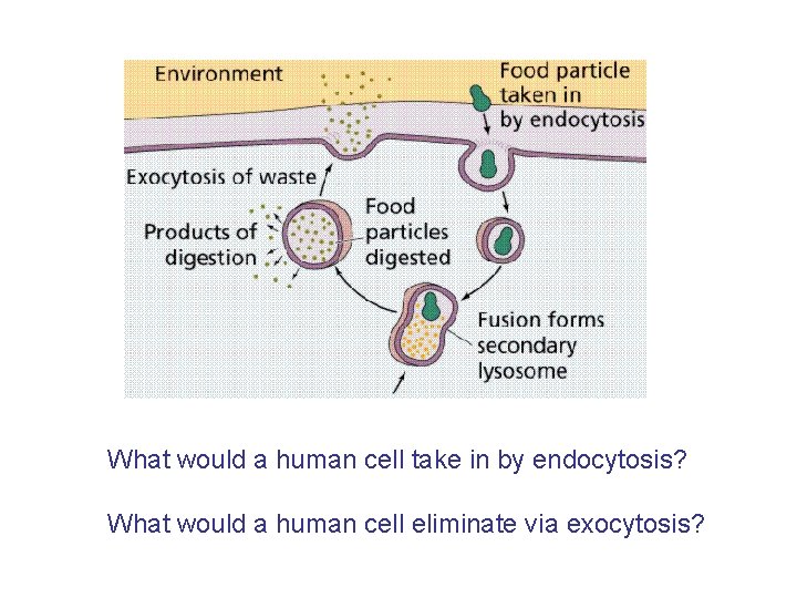 What would a human cell take in by endocytosis? What would a human cell