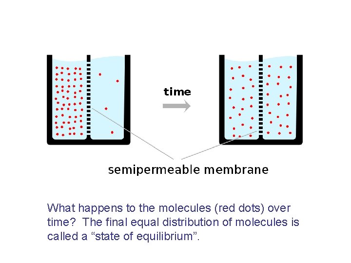 What happens to the molecules (red dots) over time? The final equal distribution of