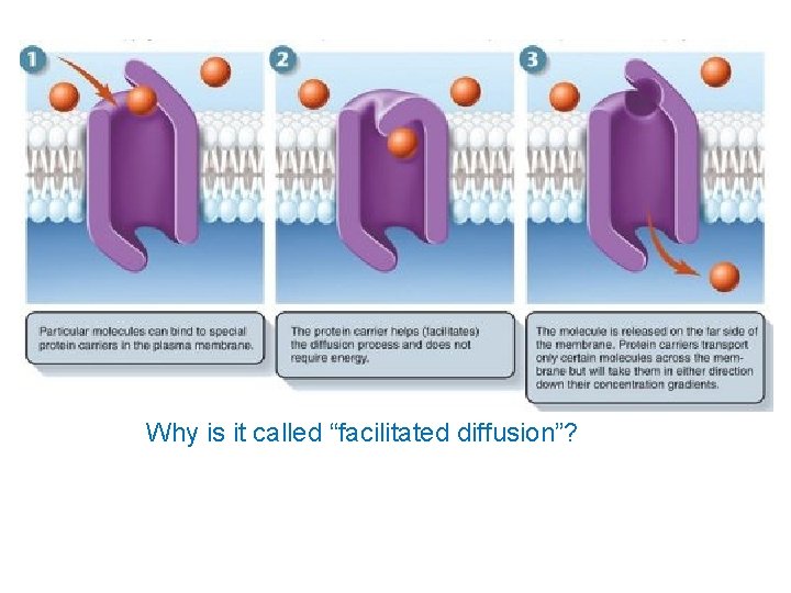 Why is it called “facilitated diffusion”? 