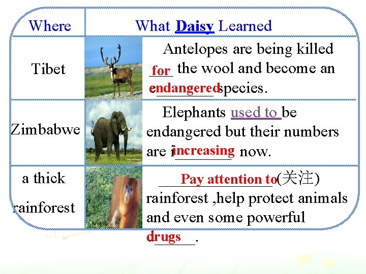 Where Tibet Zimbabwe a thick rainforest What Daisy Learned Antelopes are being killed ___