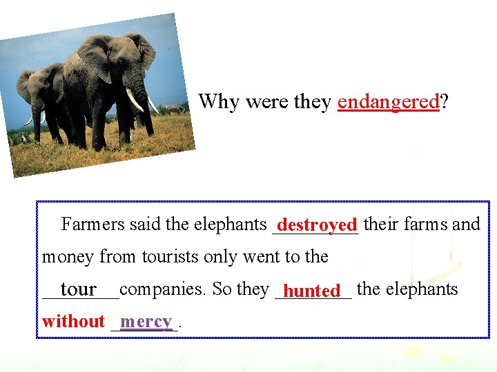 Why were they endangered? Farmers said the elephants _____ destroyed their farms and money