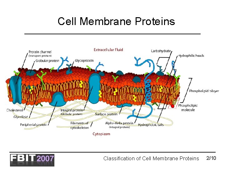 Cell Membrane Proteins Classification of Cell Membrane Proteins 2/10 